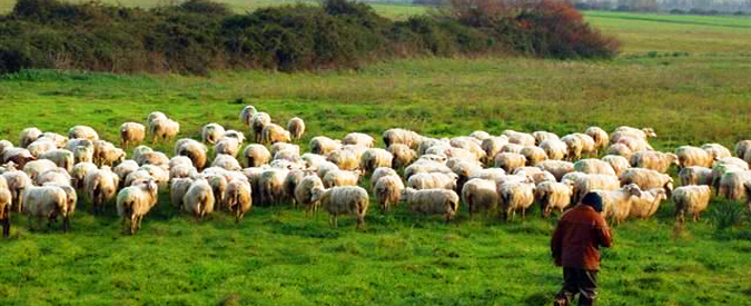 Omologazione: un solo gregge, nessun pastore